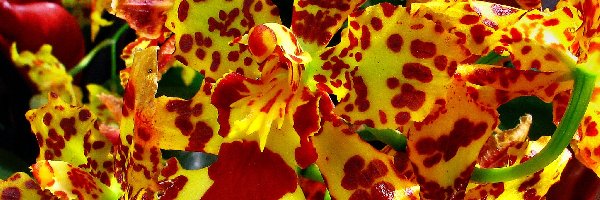 Orchidea, Czerwona, Żółto