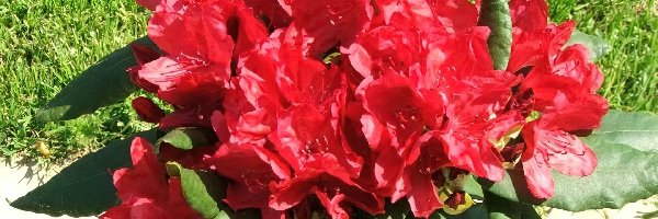Trawa, Rhododendron