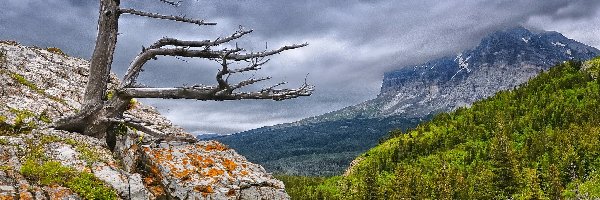 Drzewo, Skały, Zachmurzone, Lasy, Góry, Suche, Niebo