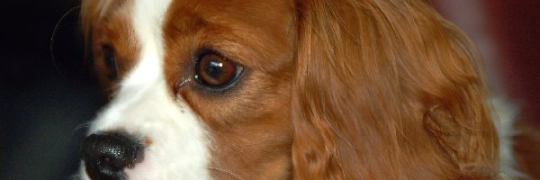 King Charles Spaniel, Rudo-biały