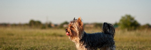 Yorkshire Terrier