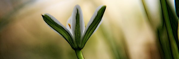 Fractalius, Kwiat, Biały