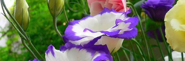 Eustoma