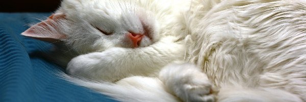Kotek, Biały, Śpiący