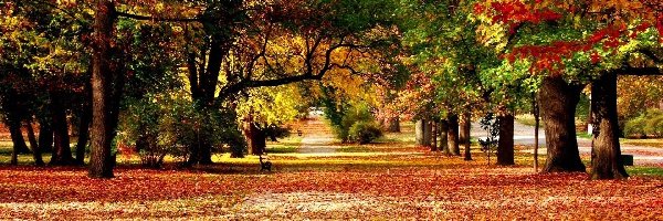 Liście, Drzewa, Park