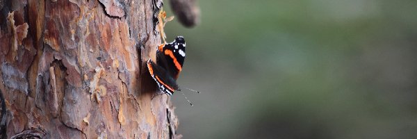 Drzewa, Pień, Motyl