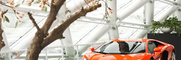 Magnolii, Lamborghini, Aventador, Samochodowy, Salon, Krzew, 2013