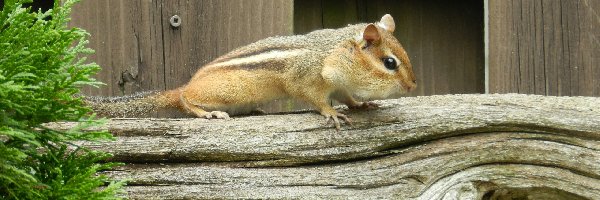 Drzewo, Chipmunk