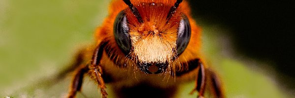 Makro, Pszczoła