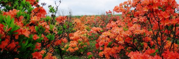 Rododendrony, Czerwone