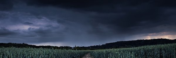 Rośliny, Pola, Niebo