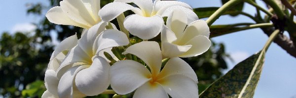 Plumeria, Biała