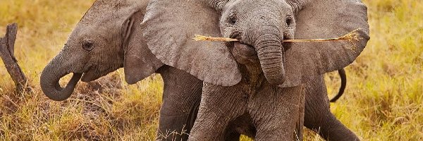 Słonie, Małe, Dwa