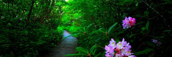 Ścieżka, Rododendron, Kwiaty, Las
