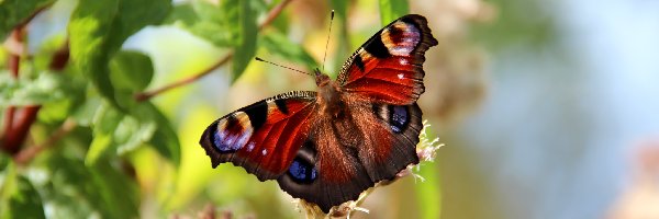 Kwiaty, Rusałka Pawik, Motyl