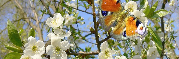 Drzewo, Kwitnące, Motyl