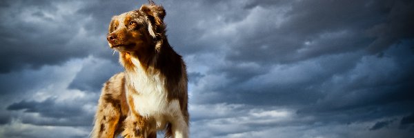 Owczarek australijski-australian shepherd