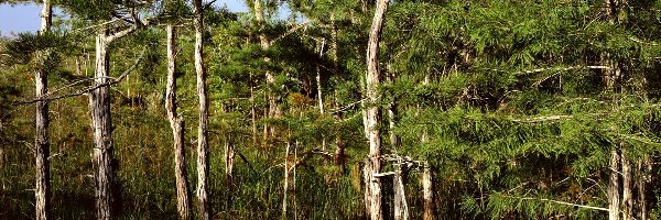 Park, Everglades, Narodowy, Namorzynowy, Las