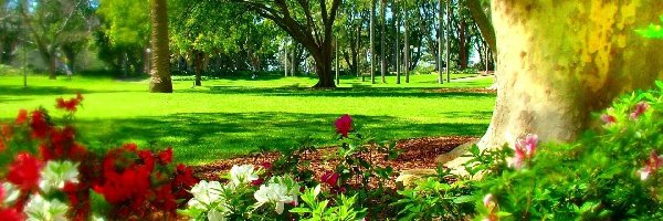 Hyde Park, Australia, Sydney, Wiosna