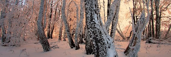 Ośnieżone, Przebijające Światło, Drzewa, Zima