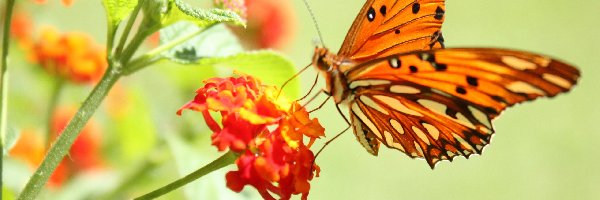 Motyl, Kwiat, Czerwony, Pomarańczowy