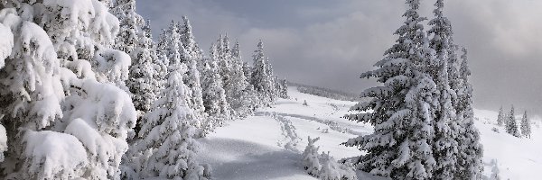 Zima, Świerki, Drzewa