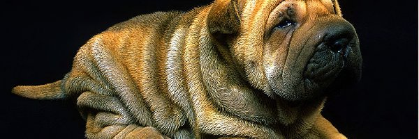 Szczeniak, Shar Pei