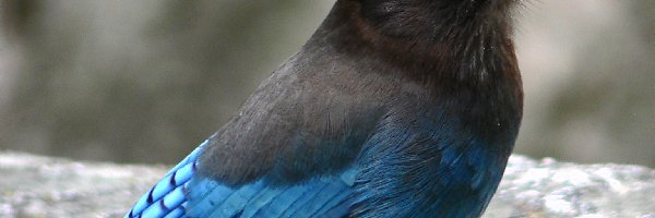 Modrosójka Czarnogłowa, Ptak