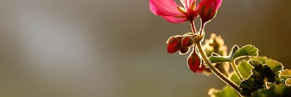 Pelargonia, Czerwona