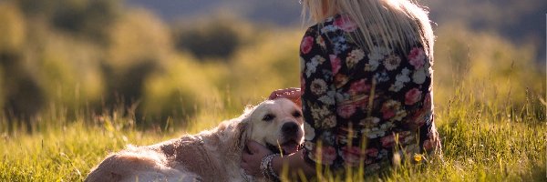 Golden Retriever, Trawa, Łąka, Dziewczyna