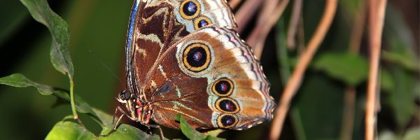 Skrzydła, Motyl