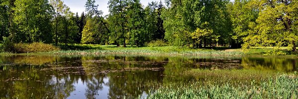 Staw, Zieleń, Drzewa, Park