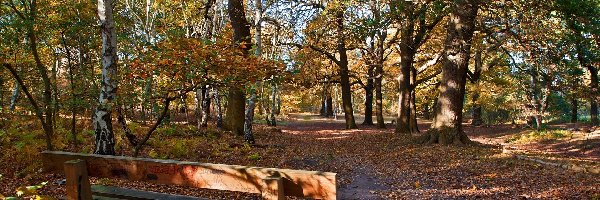 Ławeczka, Park, Jesień