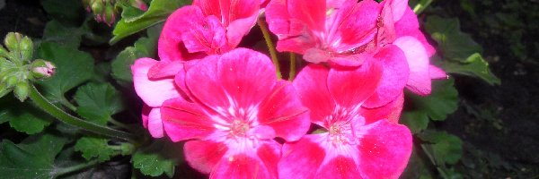 Pelargonia, Różowa