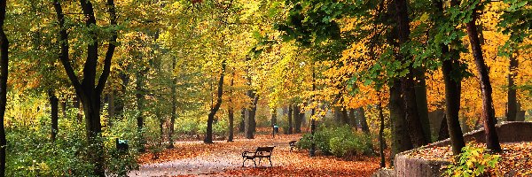 Jesień, Aleja, Ławki, Park