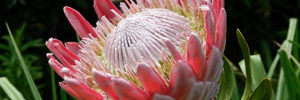 Afrykański, Leucospermum, Krzew, Kwiat, Rozkwitający