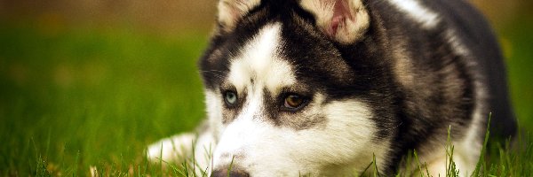 Husky, Siberian, Trawa