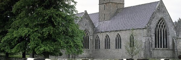 Irlandia, Krowy, Adare, Kościół, Łąka