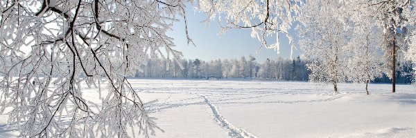 Drzewa, Śnieg, Szadź, Lasy