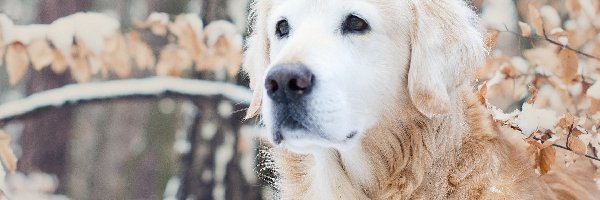 Retriever, Golden